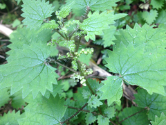Urtica sykesii
