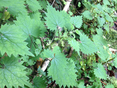 Urtica sykesii