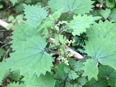 Urtica sykesii
