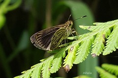 Callimormus interpunctata