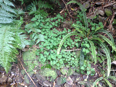 Urtica sykesii