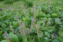 Coleus formosanus
