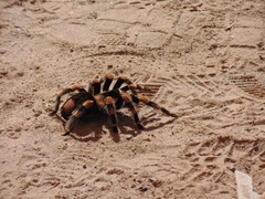 Brachypelma hamorii
