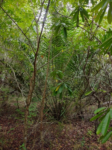 Image of Elaeis guineensis by (c) Lucas Kaminski, some rights reserved (CC BY)
