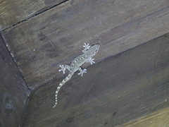 Gekko hokouensis