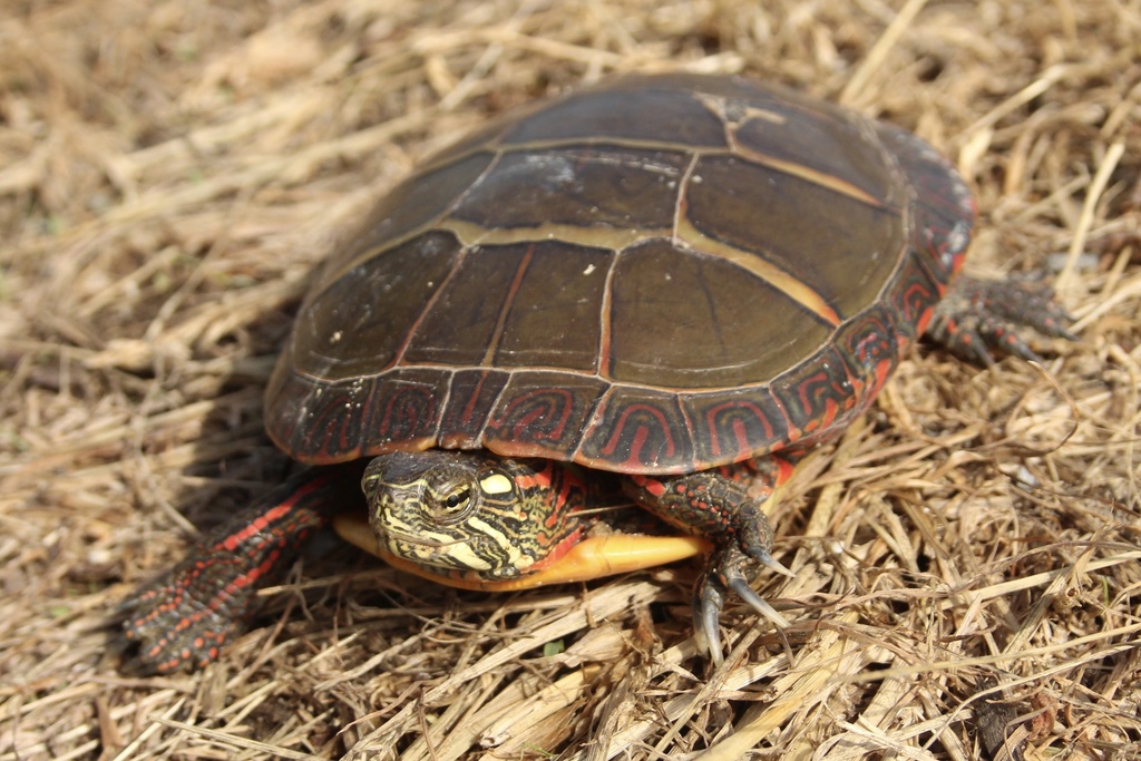 Eastern Painted Turtle (Linda Loring Nature Foundation Property ...