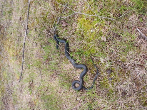 Northern Black Racer photographed in New Hampshire