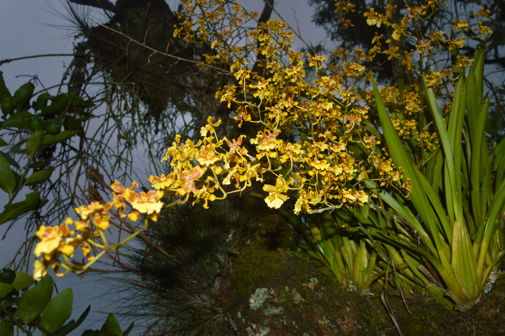 Kandyan Dancer Orchid from Coatepec, Ver., México on May 14, 2023 at 06 ...