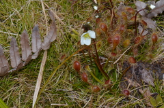 Drosera stenopetala