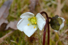 Drosera stenopetala