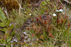 Drosera stenopetala