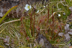 Drosera stenopetala