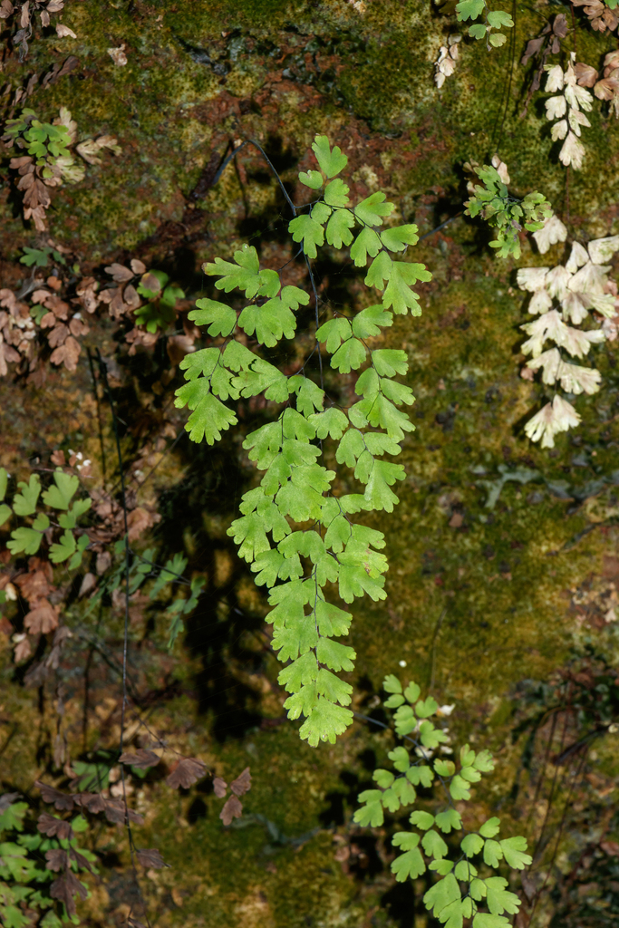 Frauenhaar (Madeira Pflanzen Polypodiopsida) · iNaturalist