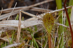 Drosera stenopetala