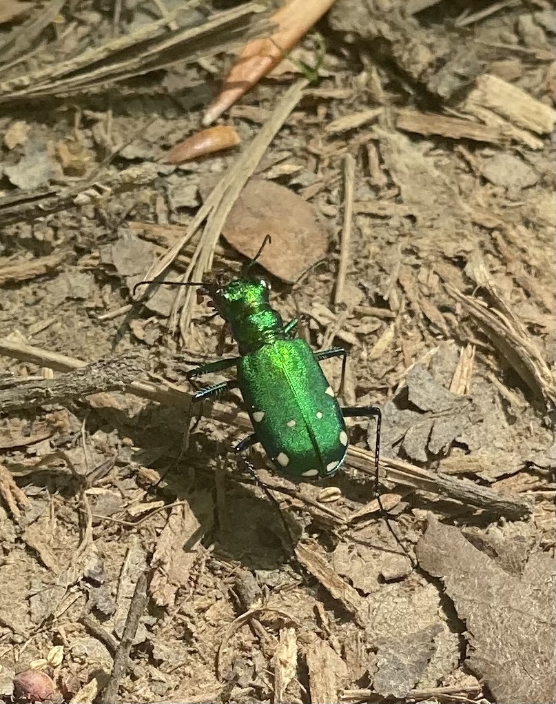 Six-spotted Tiger Beetle In May 2023 By Lilhaus · Inaturalist