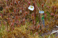 Drosera stenopetala
