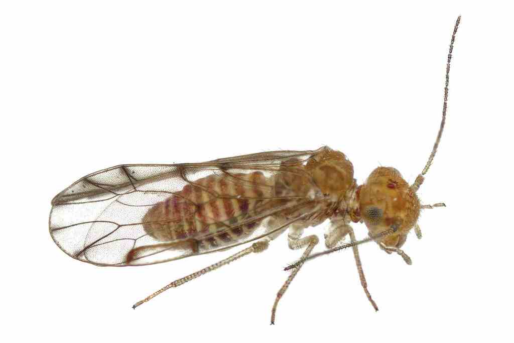 Bark lice