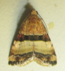 Pseudozarba bipartita