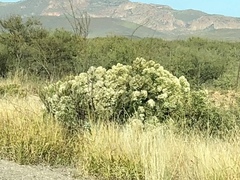 Baccharis sarothroides
