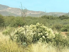 Baccharis sarothroides