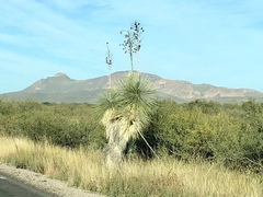 Yucca elata