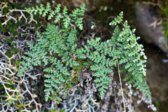 Myriopteris intertexta