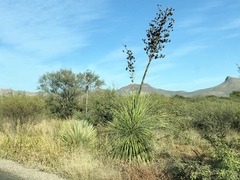 Yucca elata