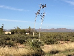 Yucca elata