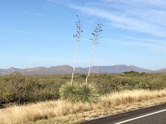 Yucca elata