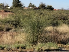 Parkinsonia aculeata