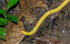 Schistometopum thomense