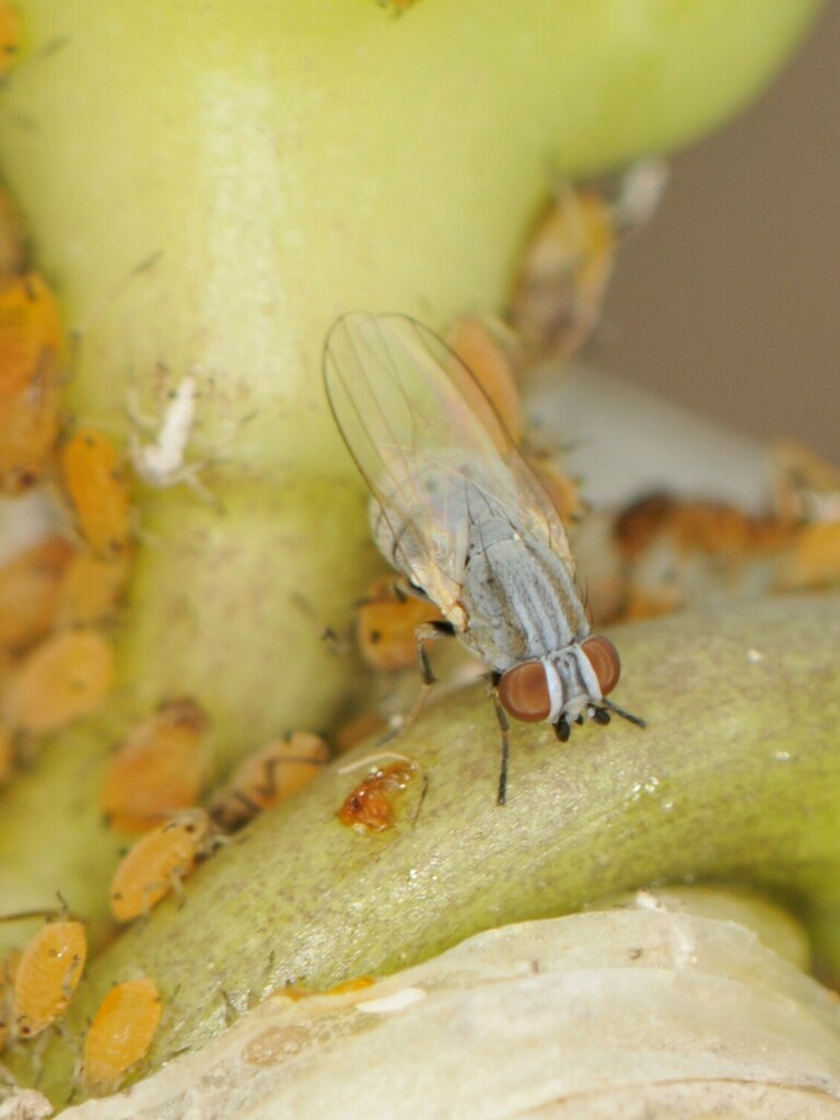 Aphid Flies in May 2023 by Elliott Gordon · iNaturalist