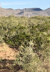 Larrea tridentata