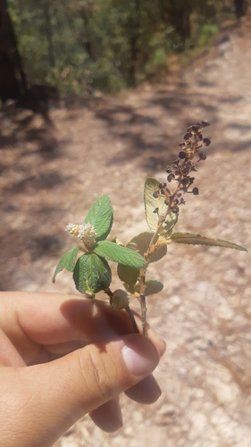 Ceanothus caeruleus