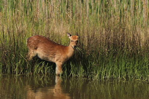 Sika Deer