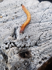 Insecta