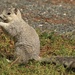 Delmarva Fox Squirrel - Photo (c) Ty Smith, some rights reserved (CC BY-NC), uploaded by Ty Smith