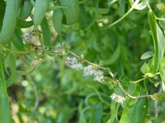 Salix babylonica tortuosa