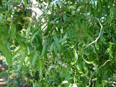 Salix babylonica tortuosa