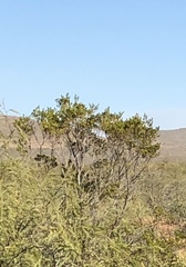 Larrea tridentata