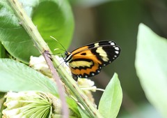 Placidina euryanassa