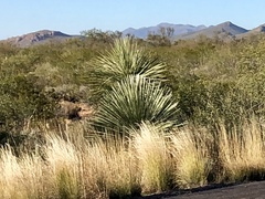 Yucca elata