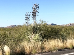 Yucca elata