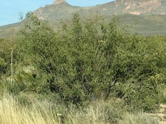 Prosopis glandulosa