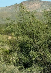 Prosopis glandulosa