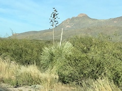 Yucca elata