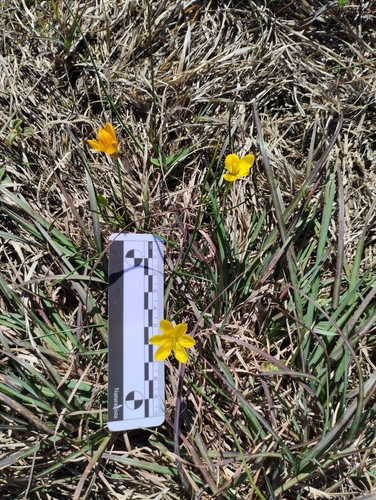 Nothoscordum hirtellum, photograph 2