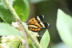 Placidina euryanassa