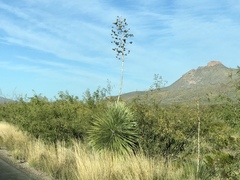Yucca elata
