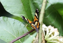 Placidina euryanassa